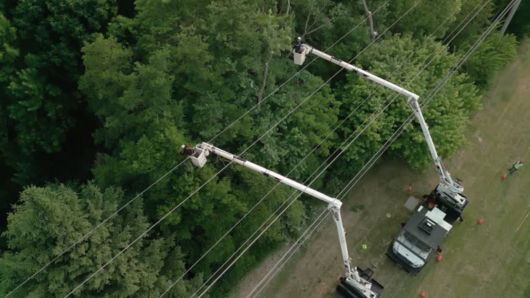 Best Fruit Tree Pruning  in St Albans, VT